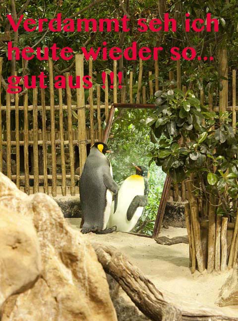 arrogante-sprueche-pinguin